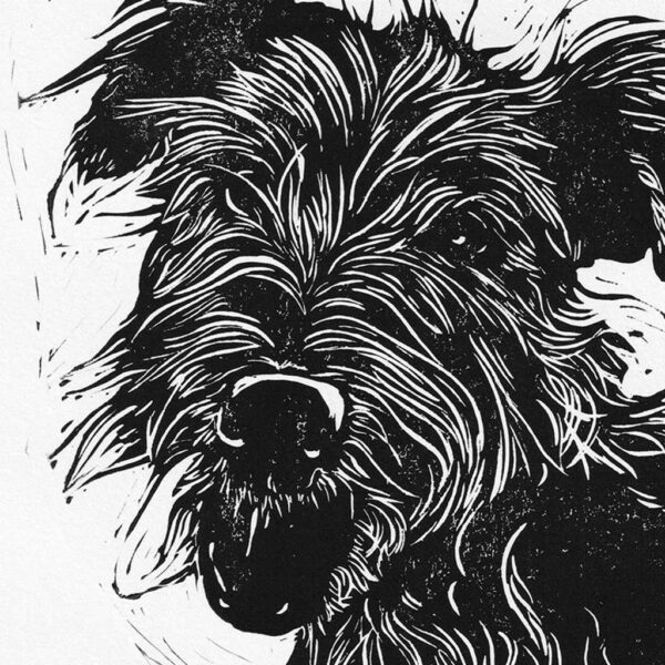Yorkshire terrier - Image 2