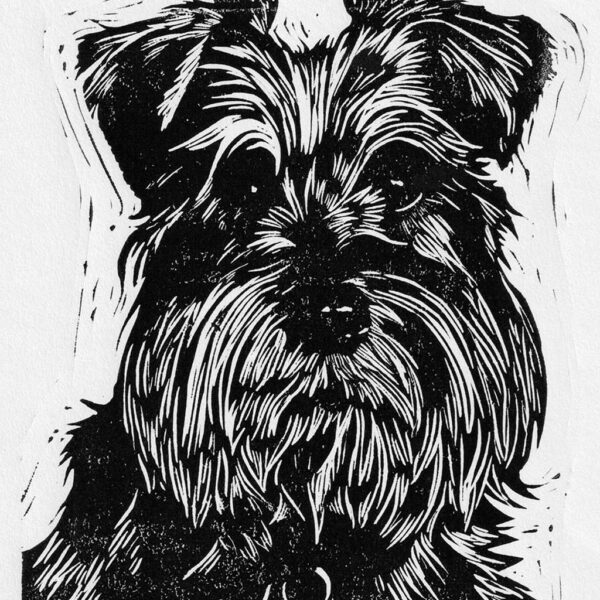 Schnauzer - Image 2