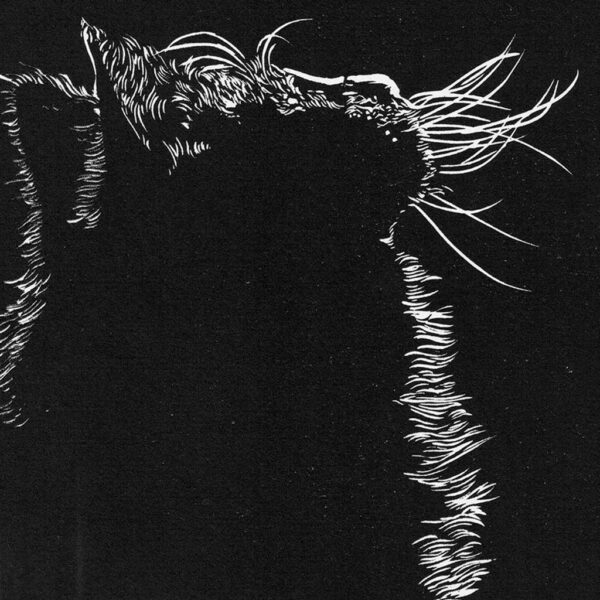 Cat in shadow - Image 3
