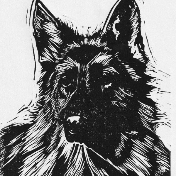 German shepherd - Image 2