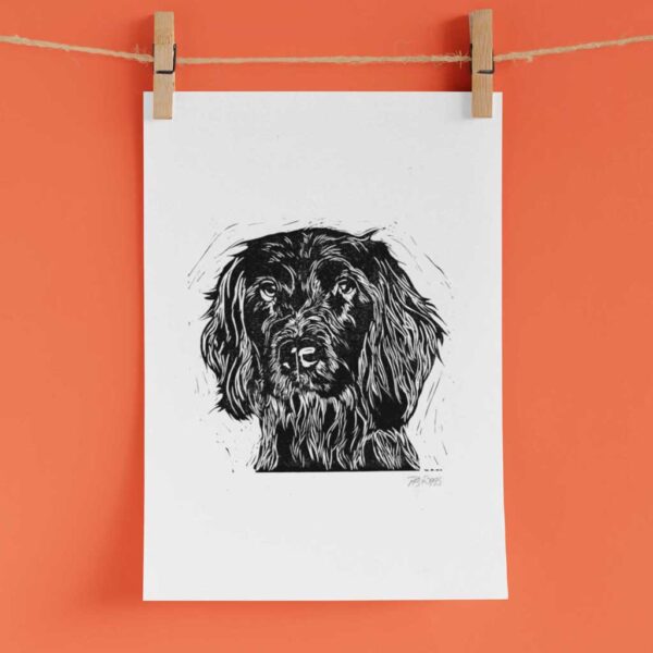 Spaniel (springer) - Image 3
