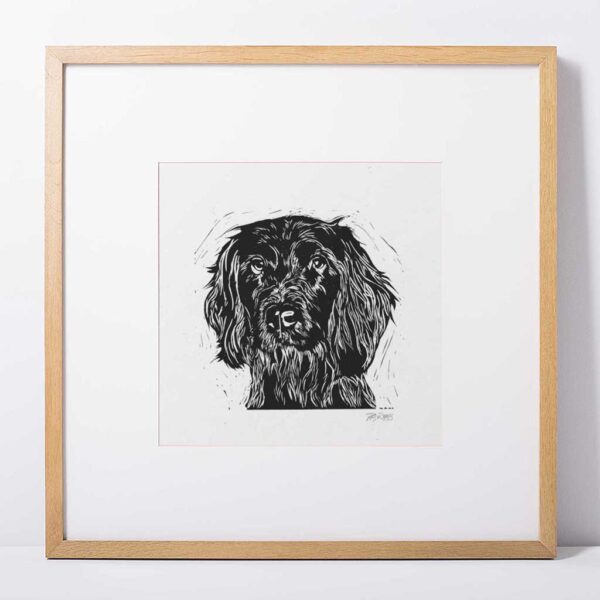 Spaniel (springer) - Image 4