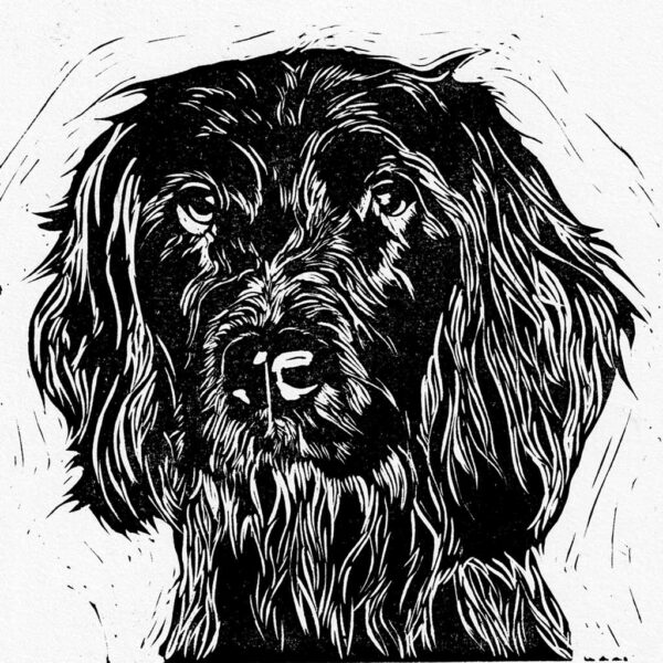 Spaniel (springer) - Image 5