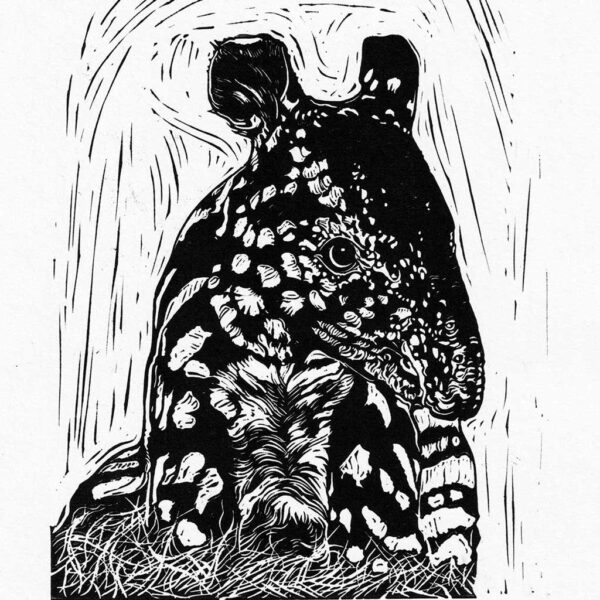 MalayanTapir - Image 5