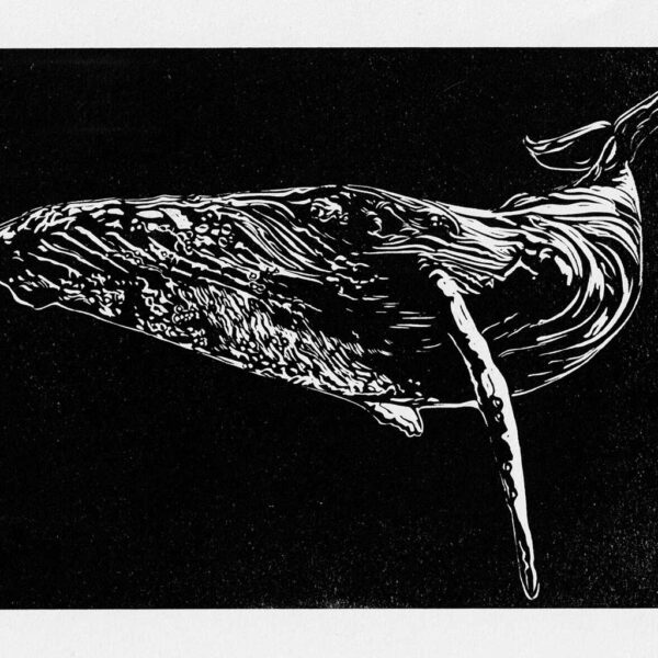 Whale - Image 3