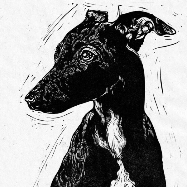 Whippet - Image 2