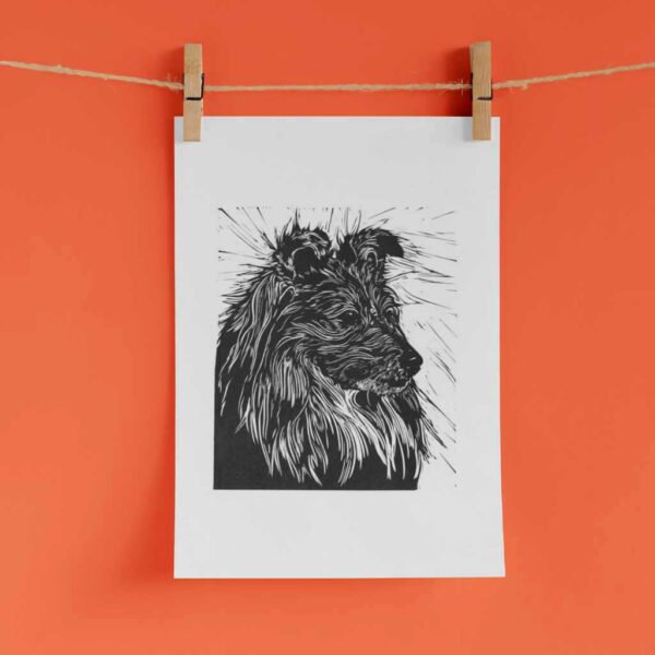 Sheltie - Image 4